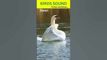 Swan Sound | Beautiful Swan 🦢 #shorts #swan