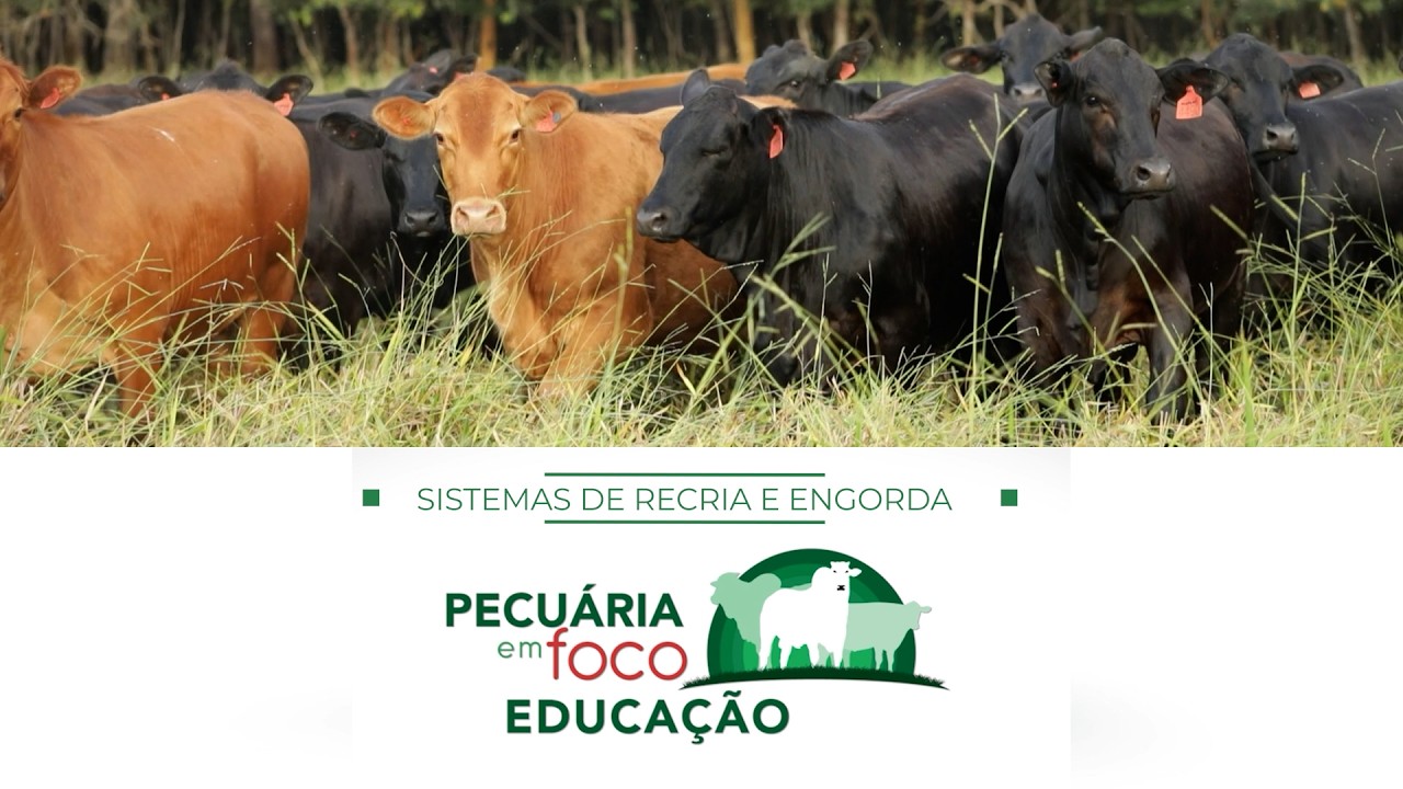 16 - SISTEMAS DE RECRIA E ENGORDA - PECUÁRIA EM FOCO - EDUCAÇÃO