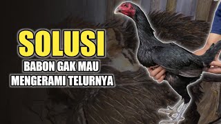 Cara agar ayam mau mengerami telurnya