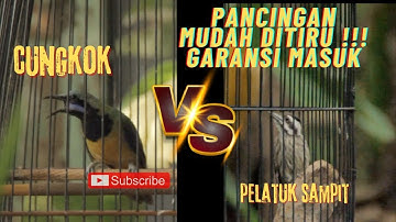 MASTERAN CUNGKOK VS PELATUK SAMPIT PELATUK BERAS !!! IDAMAN JURI !!! DIJAMIN BENDERA KONCER !!!