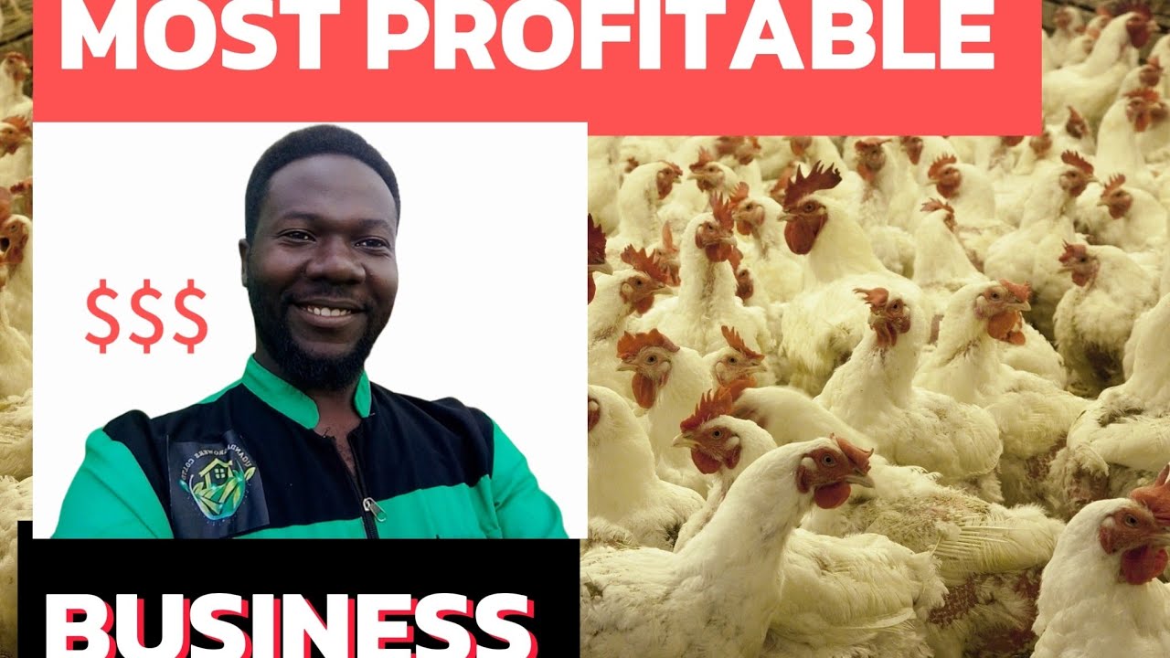 IS BROILER FARMING PROFITABLE ( The guide on how to make millions of dollars).