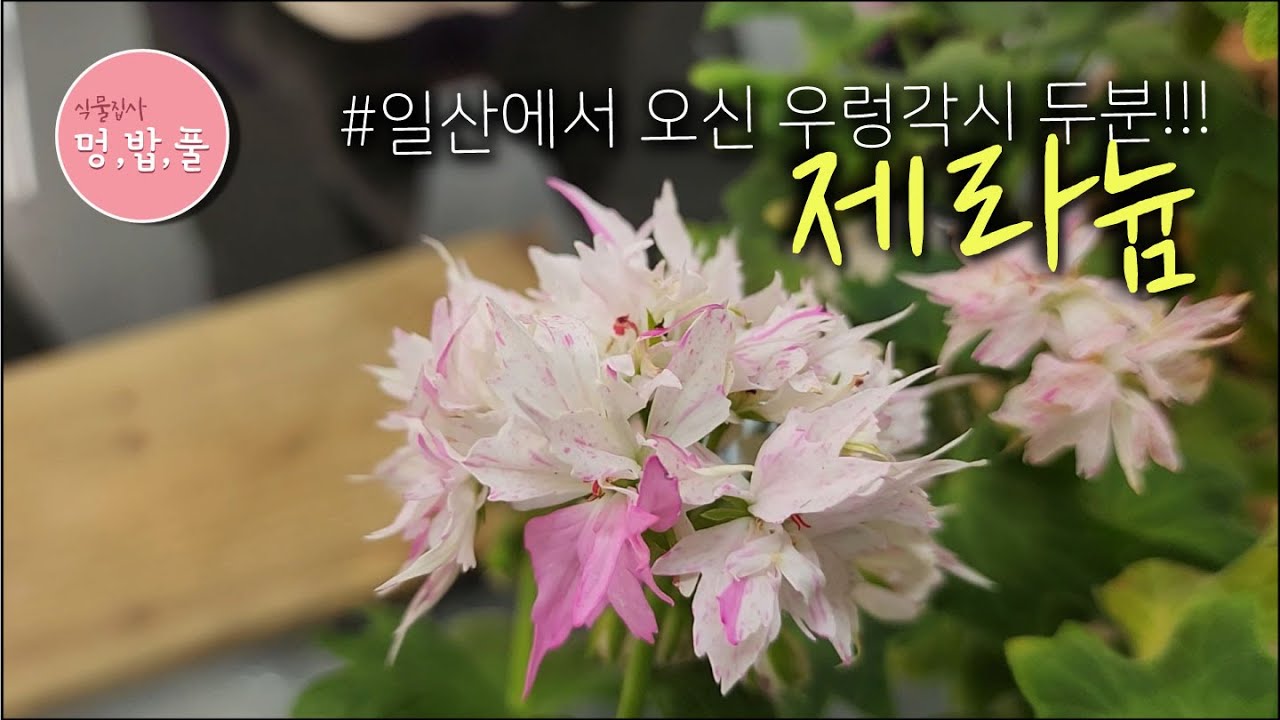 제라늄,일산에서 오신 우렁각시  #제품구입은 아래 '더보기'에 있어요
