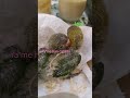 TRAVESURAS DE MIS AGAPORNIS. 😭yo también quiero ser naranja ‼️