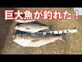 巨大魚釣れた！