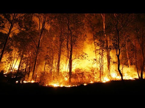 Wideo: Dlaczego Zdarzają Się Pożary Lasów