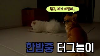 한밤중 터그놀이하는 잠 안 오는 두 강아지(two puppies that play a tug without a sleep midnight)