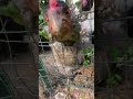 Funny Chicken Investigates Camera Animals Animal Chicken Chickens Funny Cute Shorts Nature Funny Chicken Investigates Camera Animals Animal Chicken Chickens Funny Cute Shorts Nature