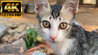 my cute cat video 4k 60Fps