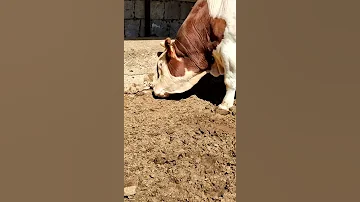 صوت العجل رهيب سبحان الله لايك 