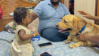 Labrador Retriever Reunited With Baby Girl! (Cutest Reunion!!)