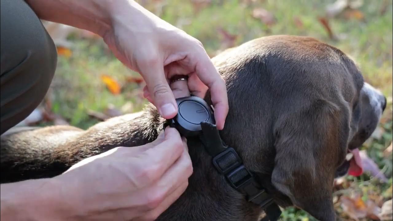 Aorkuler GPS Dog Tracker YouTube