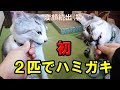 子猫2匹が初めての歯磨きガム！美味しいおやつに大喜び！！