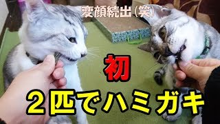 子猫2匹が初めての歯磨きガム！美味しいおやつに大喜び！！