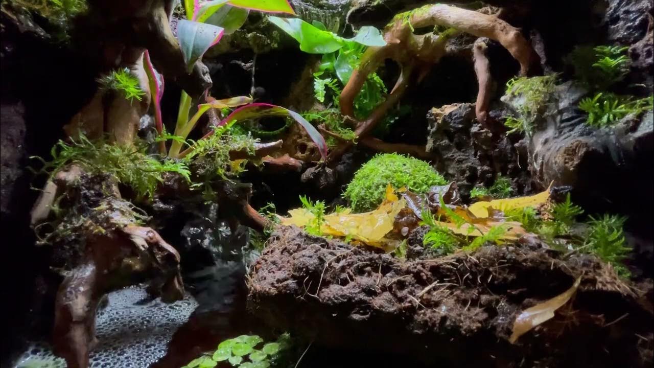 Paludarium and ecosystem diy build with fogger, moss, springtails and