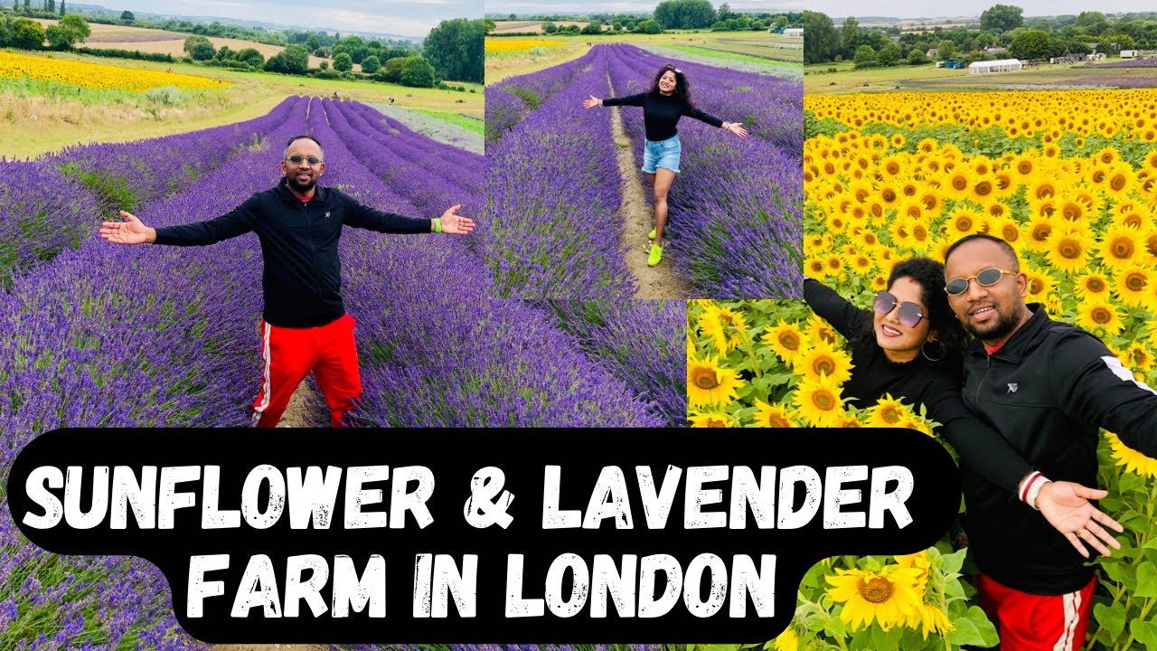 Sunflower & Lavender Farm in London Hitchin Lavender Sunflower