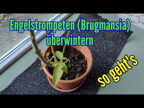 Video: Brugmansia bei Ihnen zu Hause überwintern: Brugmansia Winterpflege