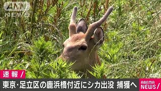 都内の河川敷にシカ出没　警察官ら捕獲に向かうも・・・(20/06/02)