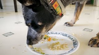 Making Homemade Dog Food for Valjean (The Picky Eater)