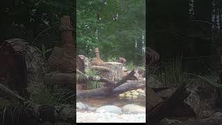 Flicker Snacking #northernflicker #pondlife #naturebreak #birds