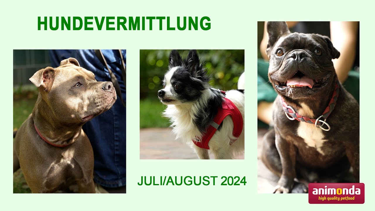 Hundevermittlung - Juli/August 2024 (Tierheim Hannover TV)