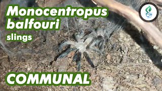 WHY You Should Keep Monocentropus Balfouri IN COMMUNAL by dna design 238 views 3 years ago 7 minutes, 11 seconds