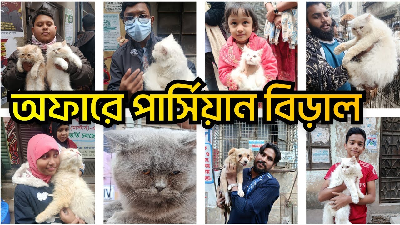  মিরপুর পাখির হাট  অফারে পার্শিয়াল বিড়াল 9 January 2026