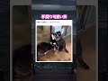 間違えちゃうの可愛い笑　#動物 #癒し動画 #癒し #犬 #アライグマ #可愛い