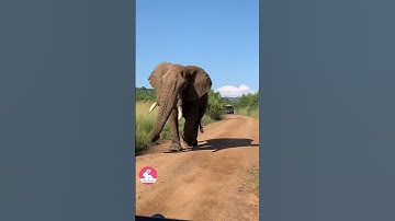 Dạy Bé Tên Các Con Vật Bằng Tiếng Anh Và Tiếng Việt  - Teach children animal names #animals #cute