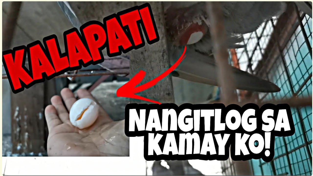 ACTUAL FOOTAGE OF MY PIGEON LAYING HER EGG / GANTO PALA ITUSURA 😱 -Vlog 75