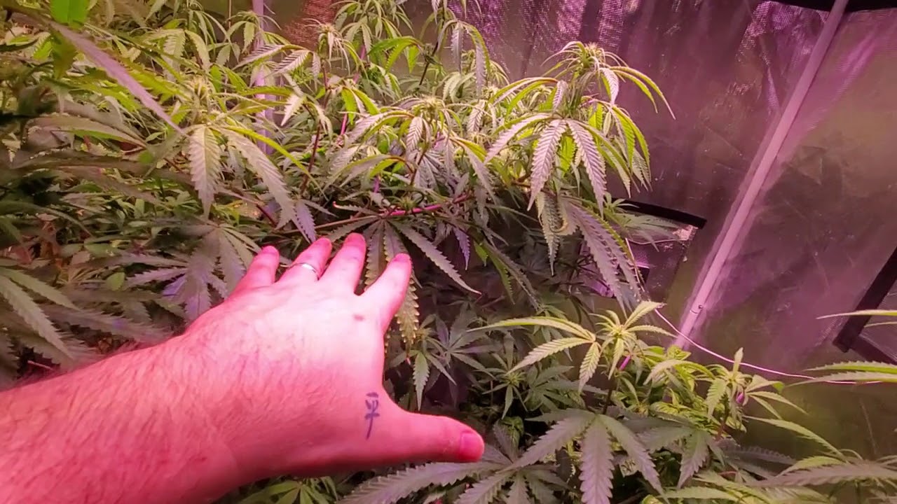 Day 11- 8 foot wide Critical Haze, Organic Hydro