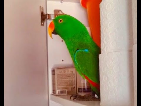 Knock Knock ECLECTUS Parrot