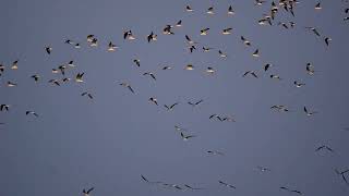 Indian skimmer February2024 jamnagar birding guide 8200420297