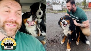 Father and son Bernese pair were being used as guard dogs | Lee Asher by The Asher House 211,204 views 2 months ago 5 minutes, 34 seconds