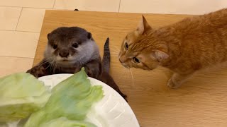 An otter finally eats two pieces of lettuce.