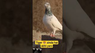 Kabutar ko palne ka sahi tarikakingpigeonup33 kabootar pigeon