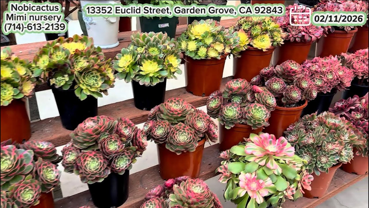 02/11 CLEARANCE aeonium, sen đá nhập khẩu giá thanh lý và miễn phí ship tại Mỹ (Liên hệ 714.613.2139