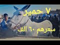 اسعار الحمير بسوق اسنا [ اغلا دكور ونتي تم بيعها ]