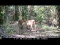 Mark&#39;s Cams. Feline leukomyelopathy in young male Florida Panther in August 2020, Fakahatchee