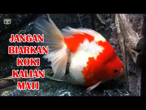 Video: Cara Memelihara Ikan Akuarium: Kompatibilitas