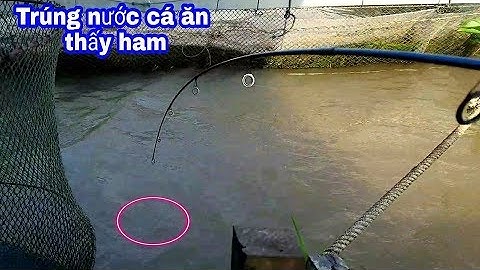 QUÁ ĐÃ, BẦY CÁ CÓC 6 CON ĂN MỒI CÂU TÔM // FISHING IN THE RIVER