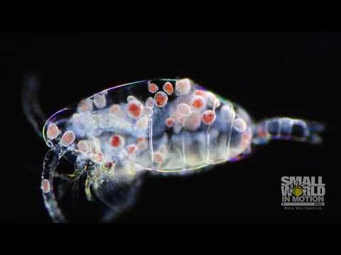 Glimpse magnificent tiny wonders caught on video