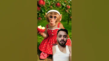 બ દર સફરજન Apple Monkey Funny 