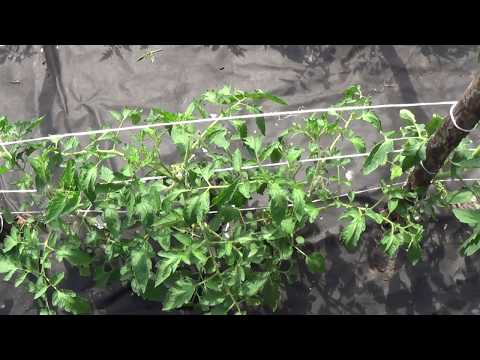 Wideo: 3 sposoby na stworzenie pionowego ogrodu
