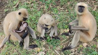 Hanuman Langur Family Moments Mother And Baby Langur Bonding In Nature
