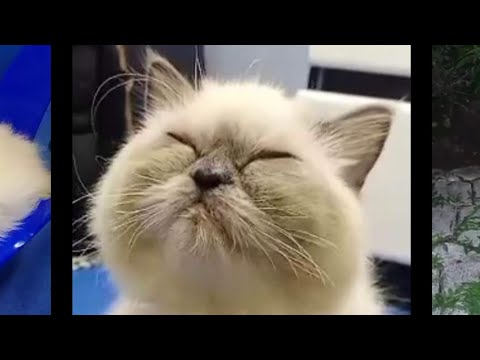 Pinapatulog ko Pusa ko, Sa Therapeutic na Paraan 🤭 #cat #persiancat #catvideos #funnycats