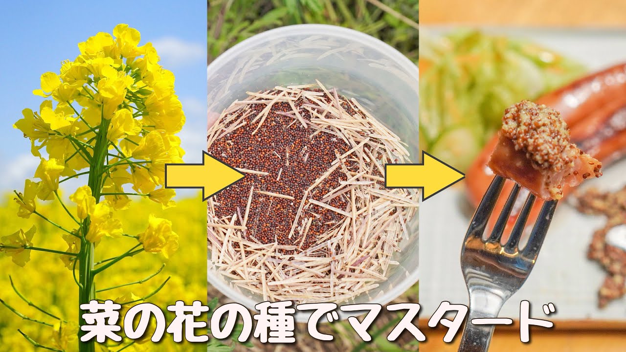 Natural mustard made from rape blossom seeds that bloom on