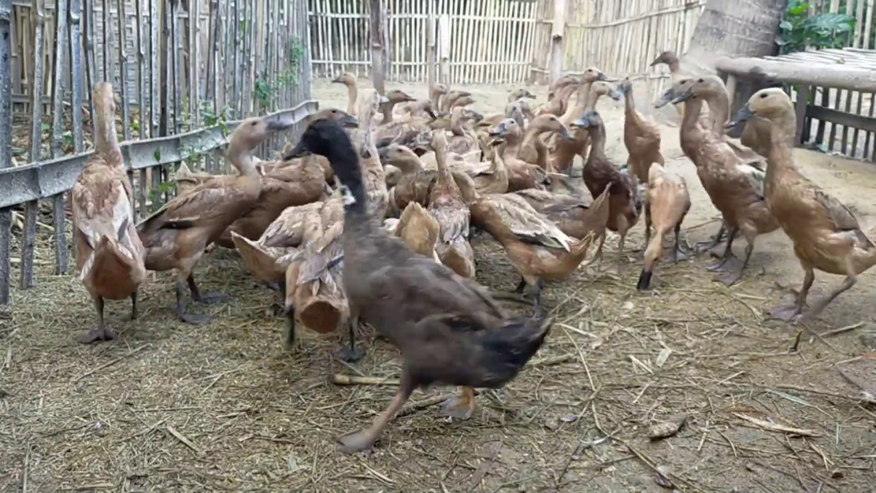 Pemberian pakan pada bebek petelur part 5 