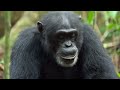 20 Wild Animals - Animal Sounds for Kids to Learn