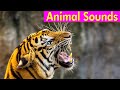 20 wild animals  animal sounds for kids to learn