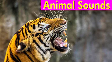 20 Wild Animals - Animal Sounds for Kids to Learn